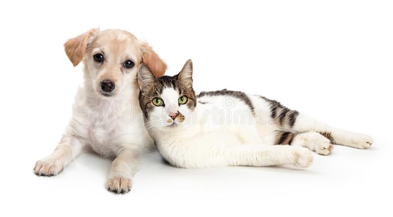 cute-cat-dog-snuggling-together-lying-white-background-169547960.jpg