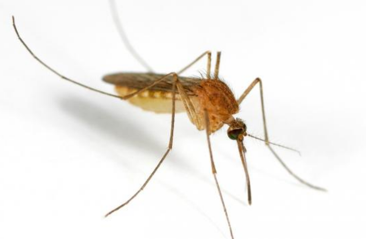 komarci dezinsekcija